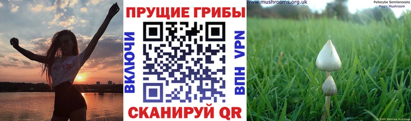где можно купить наркотик кракен ТОР Псилоцибиновые грибы Magic Shrooms Бикин